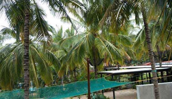 Coconut Tree Net in Hyderabad 
